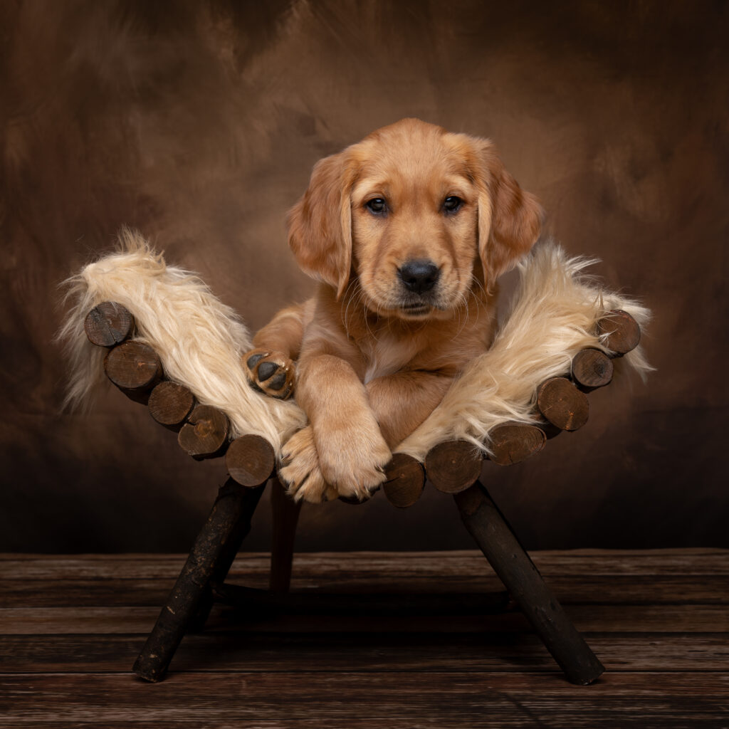 a golden retriever puppy on a wooden bench