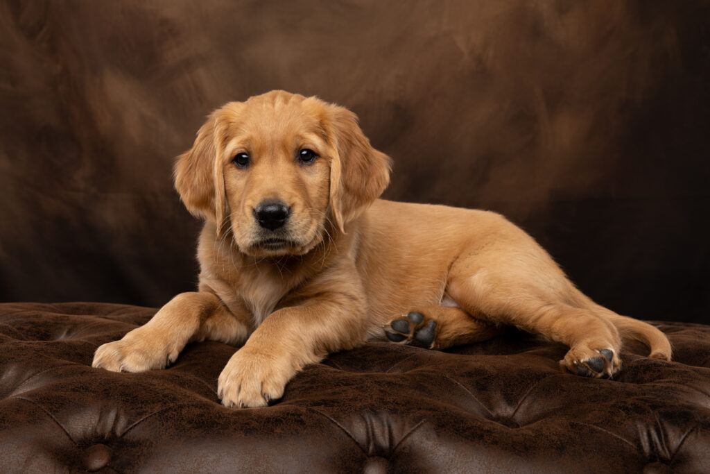 a golden retriever puppy on a brown background