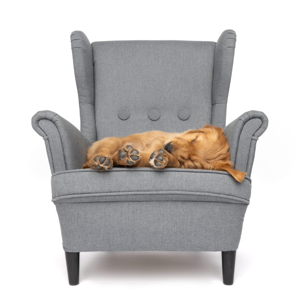 a golden retriever puppy asleep on a gray chair with a white background