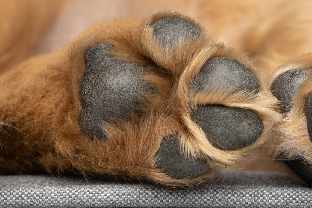 close up of a puppy's paw