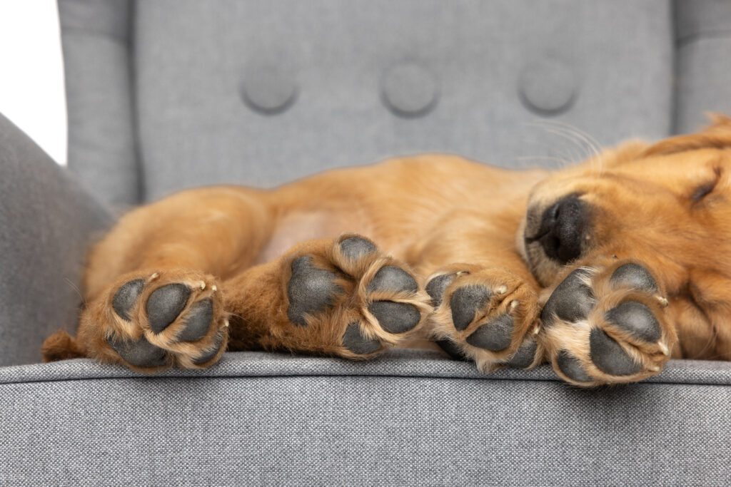 close up of a puppy's four paws