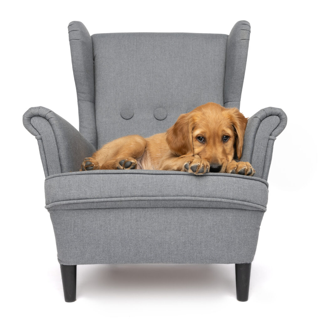 a golden retriever puppy on a gray chair with a white background