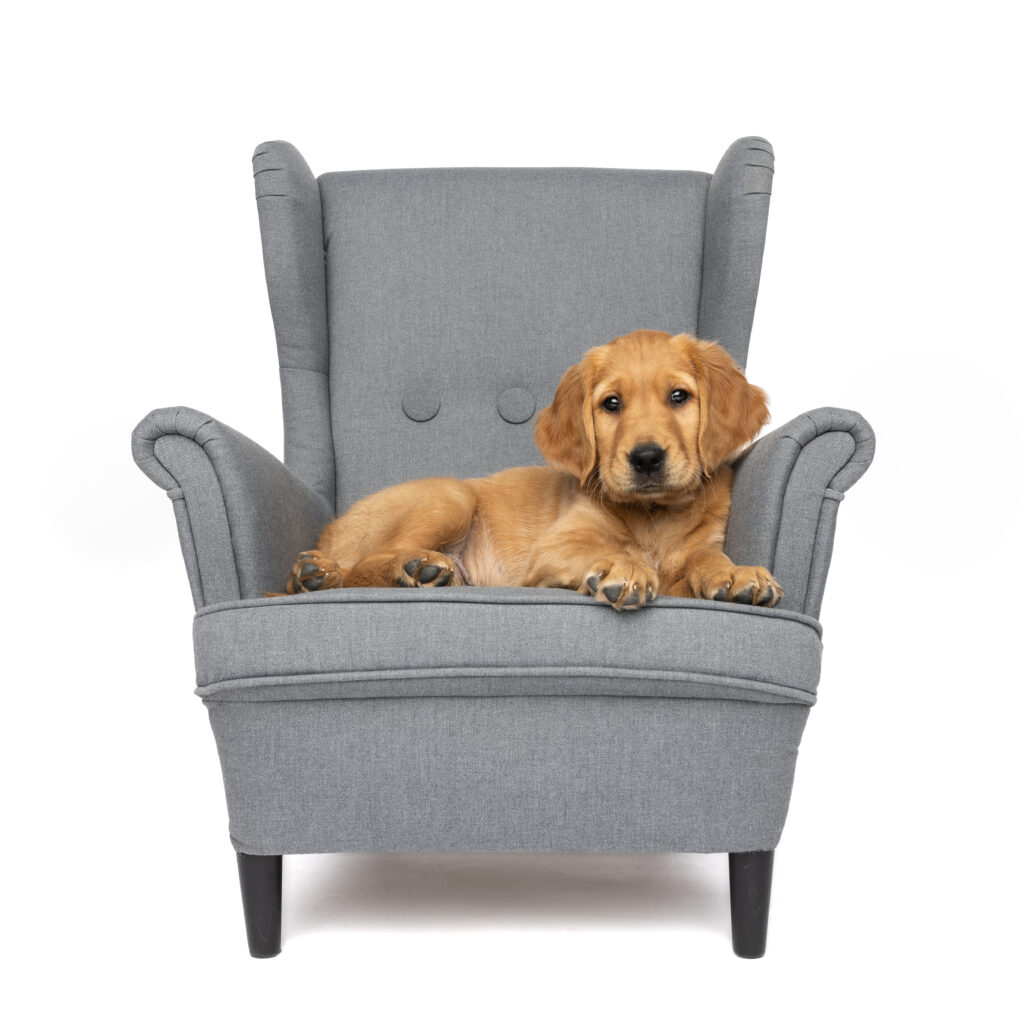 a golden retriever puppy on a gray chair with a white background