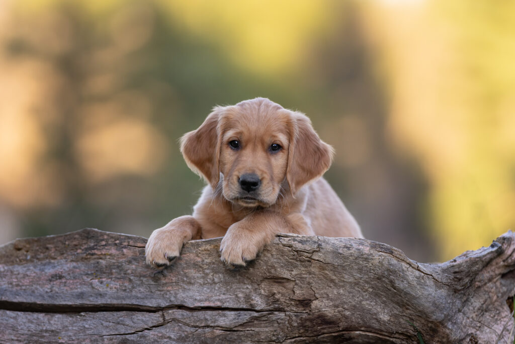 golden retriever puppy on a log