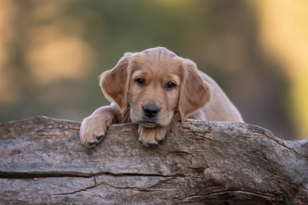 golden retriever puppy perched on a log