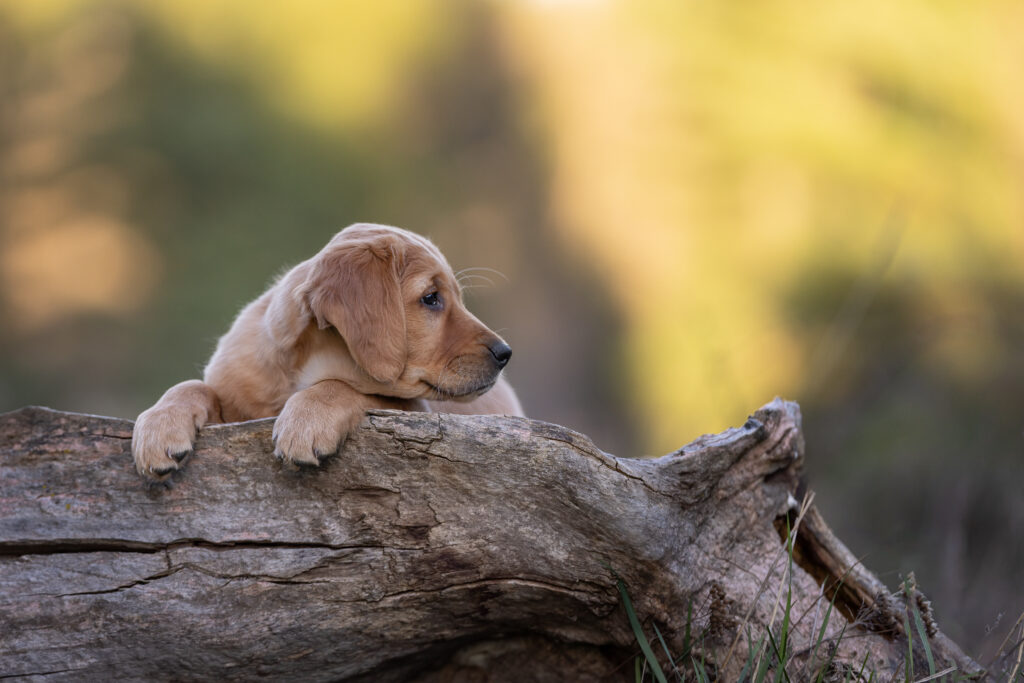 golden retriever puppy perched on a log