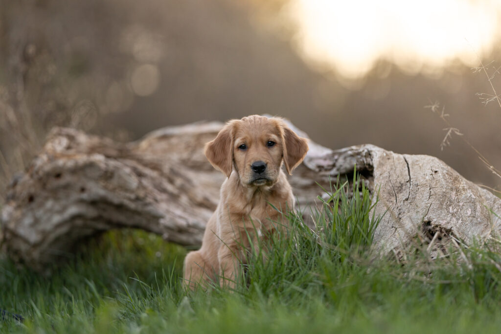 golden retriever puppy by a log