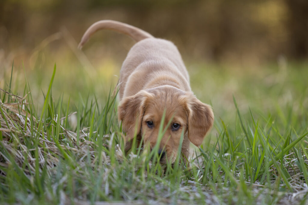 golden retriever puppy sniffing grass